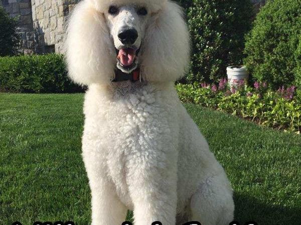 Go to Sicily - foto 29808.jpg