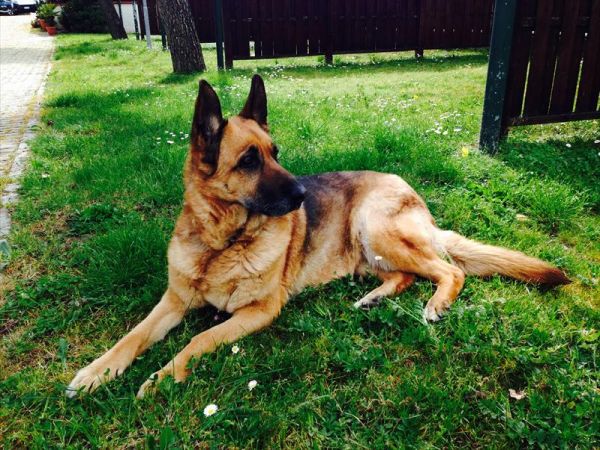 Camping Vallecrosia - foto 29938.jpg