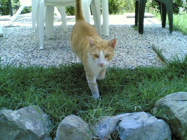 Agriturismo Il Gelso - foto 29984.jpg