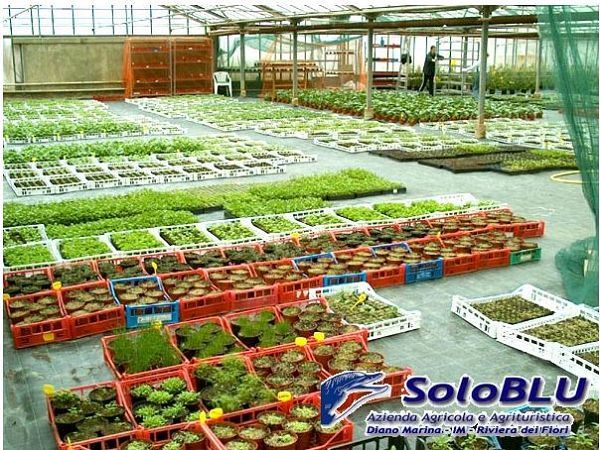 Agricampeggio SoloBlu  - foto 7358.jpg