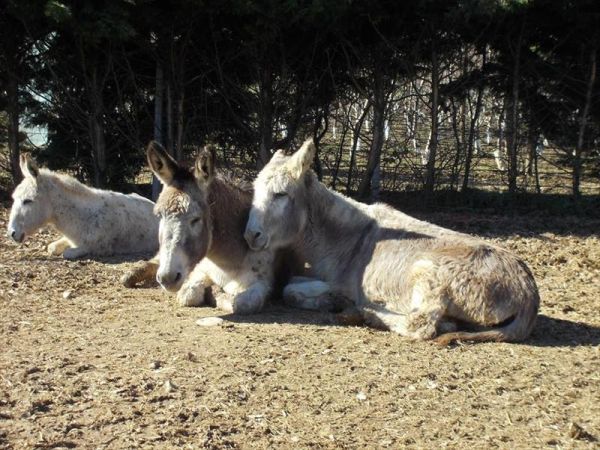 B&B Cascina Bezzecca - foto 30198.jpg