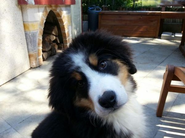 B&B Ambarab - foto 30360.jpg