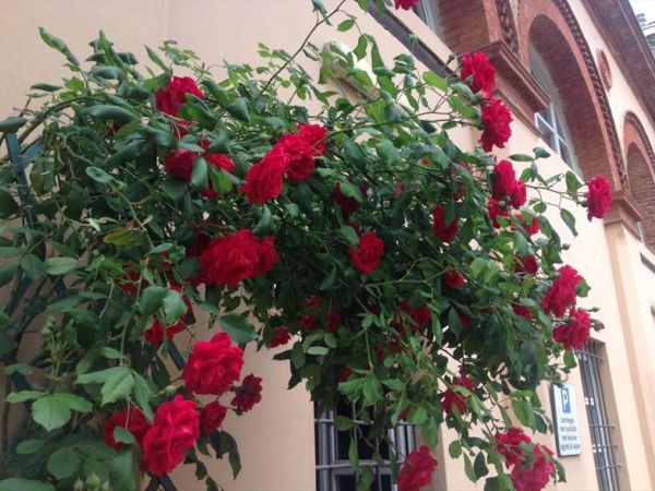 Residence in Centro - foto 30513.jpg