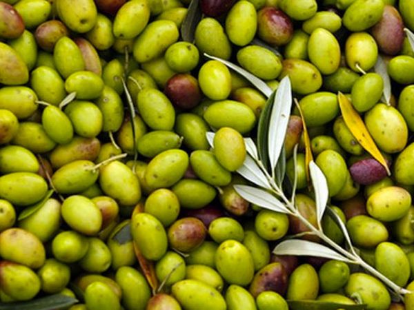 Agriturismo ristorante Oliva Azzurra - foto 30709.jpg