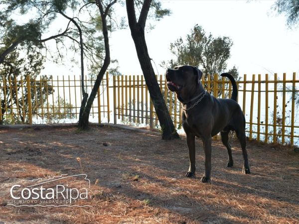 CostaripaResort e Dog Beach  - foto 30830.jpg