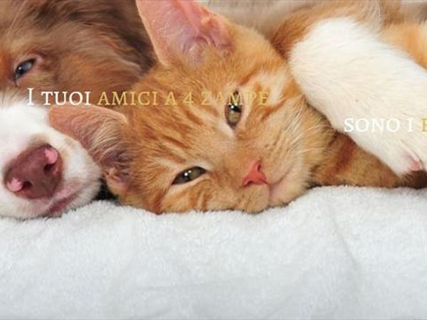 Flaminio Village Bungalow Park  - foto 30858.jpg