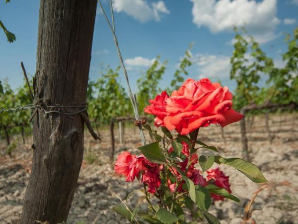 Agriturismo La Mirandola - foto 30965.jpg