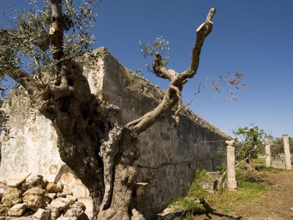 Masseria Spina Resort - foto 31108.jpg
