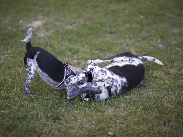 Re Art country lifestyle - foto 31151.jpg