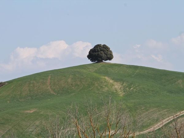 Fattoria Pieve a Salti - foto 31207.jpg