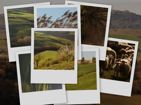 Fattoria Pieve a Salti - foto 31216.jpg