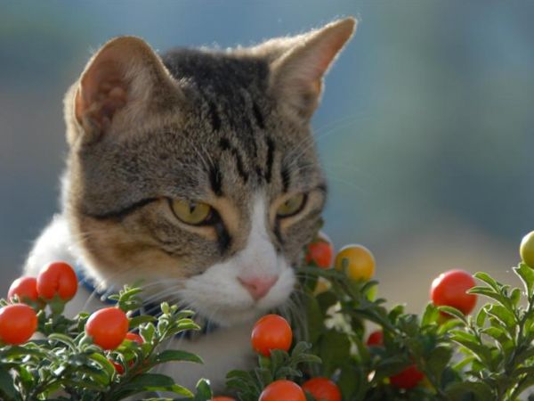 Hotel Pitti Palace al Ponte Vecchio - foto 31503.jpg
