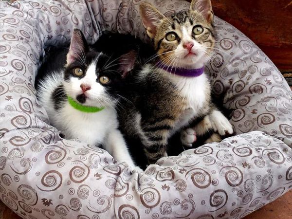 Hotel Pitti Palace al Ponte Vecchio - foto 31535.jpg