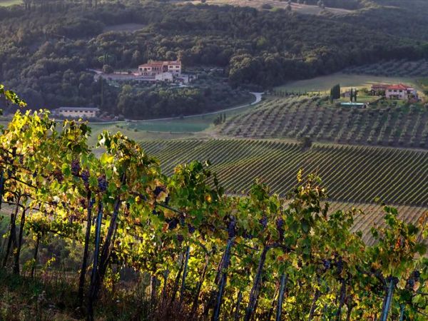 Fattoria Voltrona - foto 31541.jpg