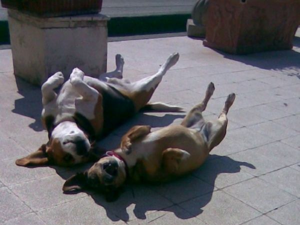 Hotel Badano Sul Mare  - foto 31587.jpg