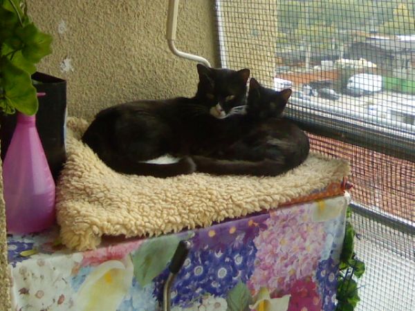 Hotel Badano Sul Mare  - foto 31588.jpg