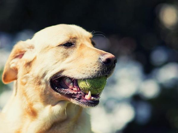 Hotel Villa Igea - foto 31627.jpg