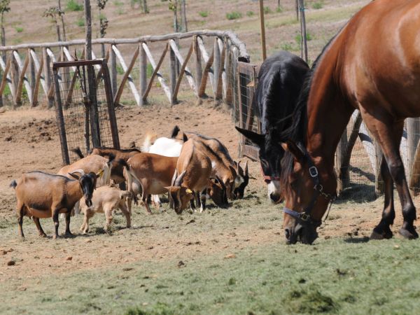 Popilia Country Resort - foto 31768.jpg