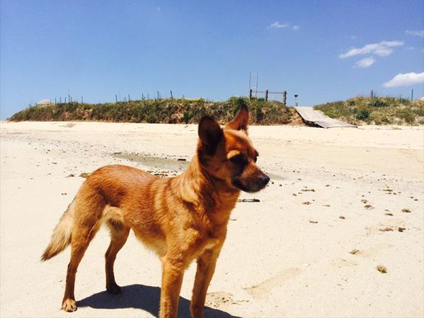 Eden Salento Agri Beach  - foto 31819.jpg