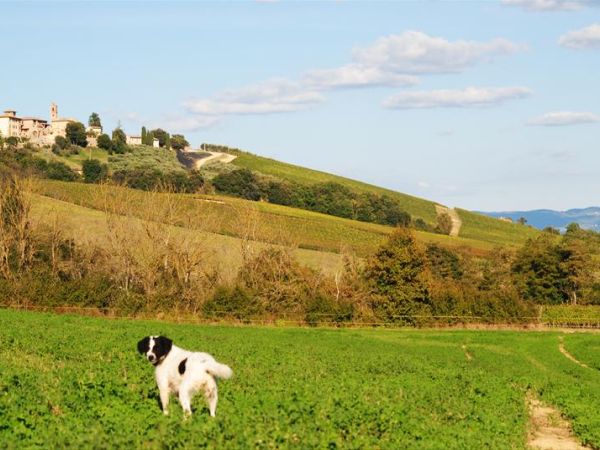 Fattoria Voltrona - foto 31880.jpg