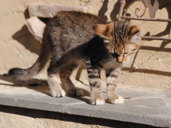 Fattoria Voltrona - foto 31881.jpg