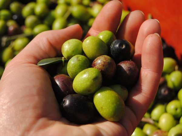 Fattoria Voltrona - foto 31884.jpg