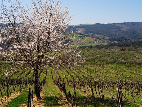 Fattoria Voltrona - foto 31888.jpg