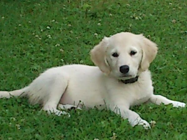 La Genzianella - foto 31988.jpg