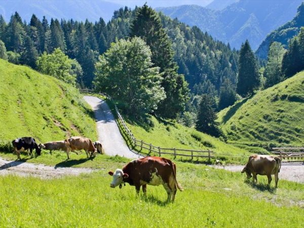 Spiaggia per Cani al Lago di Ledro - foto 32234.jpg