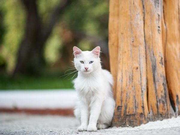 Hotel Su Gologone - foto 32336.jpg