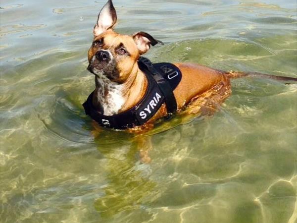 Dog Beach - Lido Azzurro - foto 33008.jpg