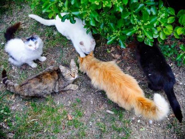 Agriturismo Acquaviva - foto 33973.jpg