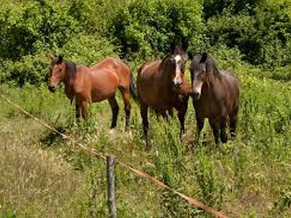 Agriturismo Acquaviva - foto 33977.jpg