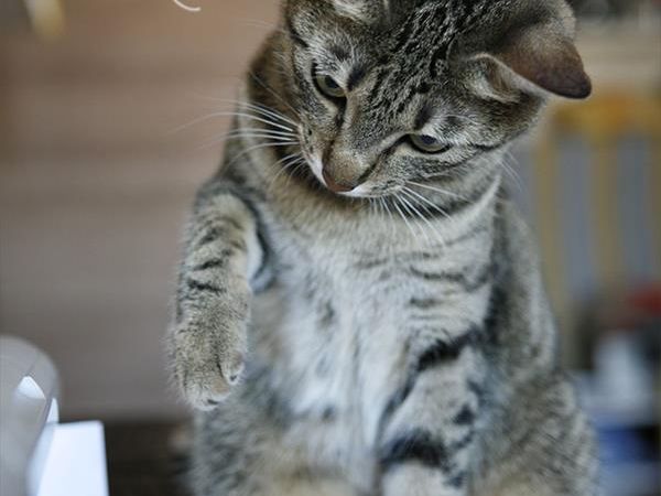 Agenzia Le Vele - foto 34004.jpg