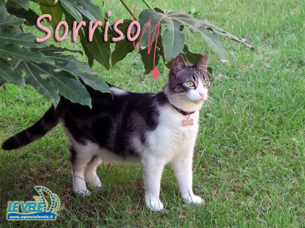 Agenzia Le Vele - foto 34005.jpg