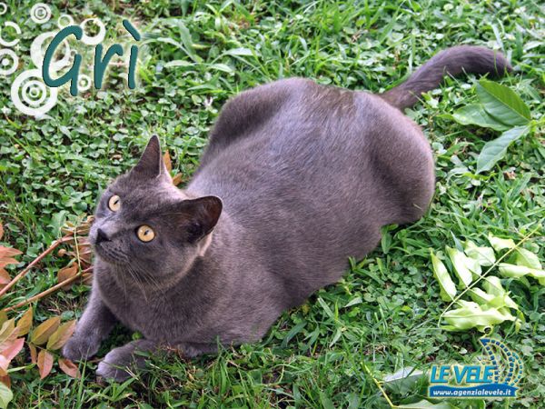 Agenzia Le Vele - foto 34008.jpg