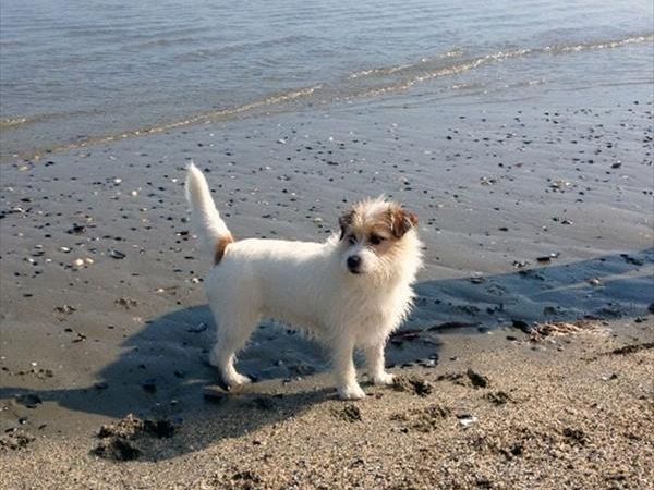 Agenzia Le Vele - foto 34009.jpg