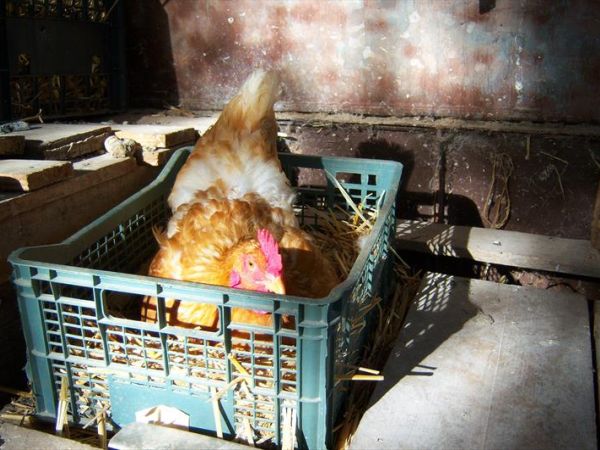 Agriturismo Fontana delle Pere - foto 34313.jpg