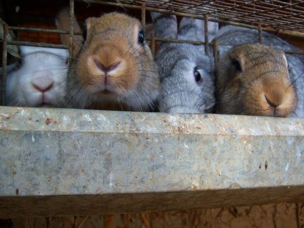 Agriturismo Fontana delle Pere - foto 34320.jpg