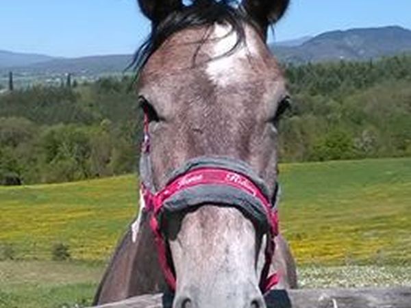 Agriturismo La Collina delle Stelle - foto 34372.jpg