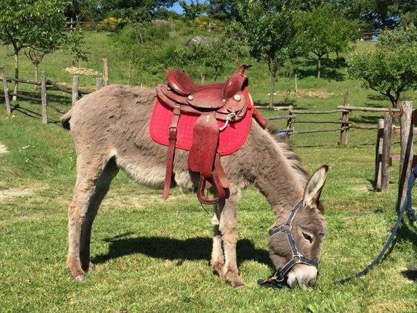 Agriturismo La Collina delle Stelle - foto 34374.jpg