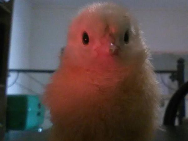 Agriturismo La Collina delle Stelle - foto 34375.jpg