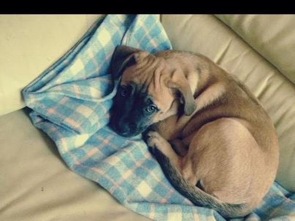 Agriturismo il Felcino - foto 34413.jpg