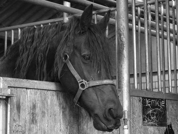 Agriturismo il Felcino - foto 34416.jpg