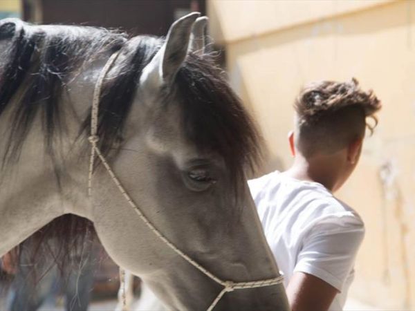 Agriturismo il Felcino - foto 34421.jpg