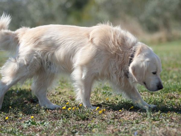 Podere Pietreta - foto 34655.jpg