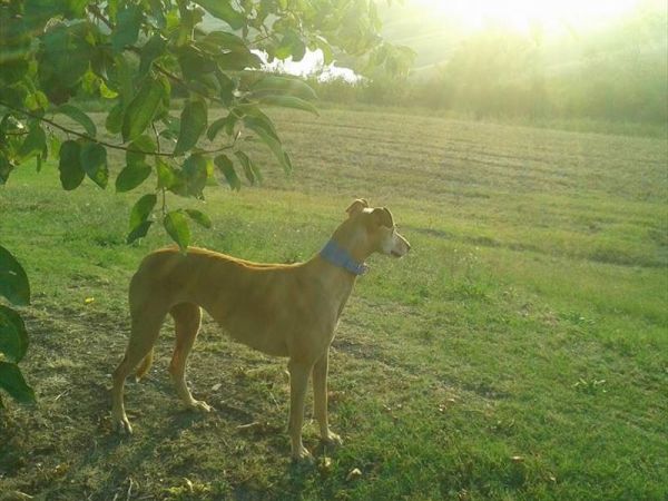 Casa Vacanze Santa Caterina - foto 34810.jpg