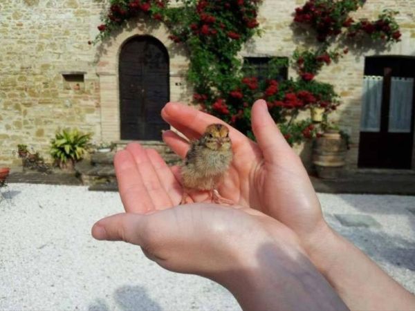 Il Podere Agriturismo e Fattoria Didattica - foto 34839.jpg