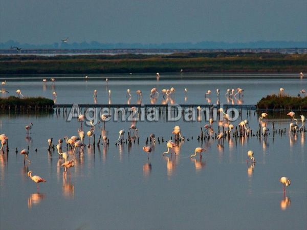 Case Vacanze Lidi Ferraresi - foto 35171.jpg