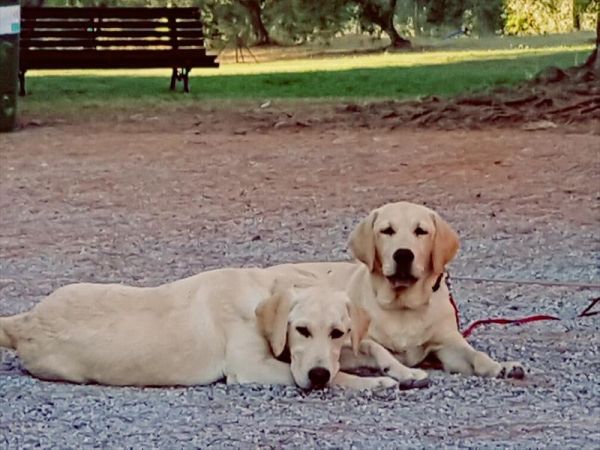 Tenuta col di Sasso - foto 35376.jpg